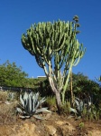 DSC07524.JPG
